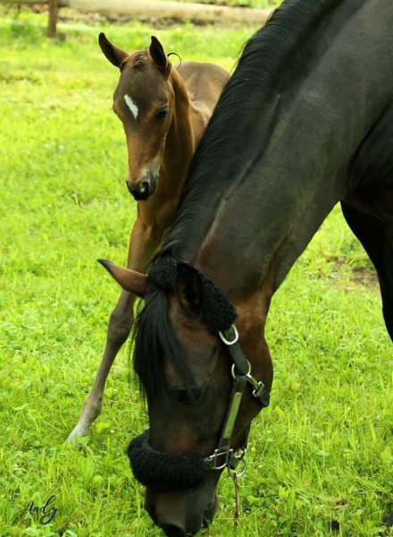  Morgan colt FMS Seeing Blue produced by Pondview Aurora